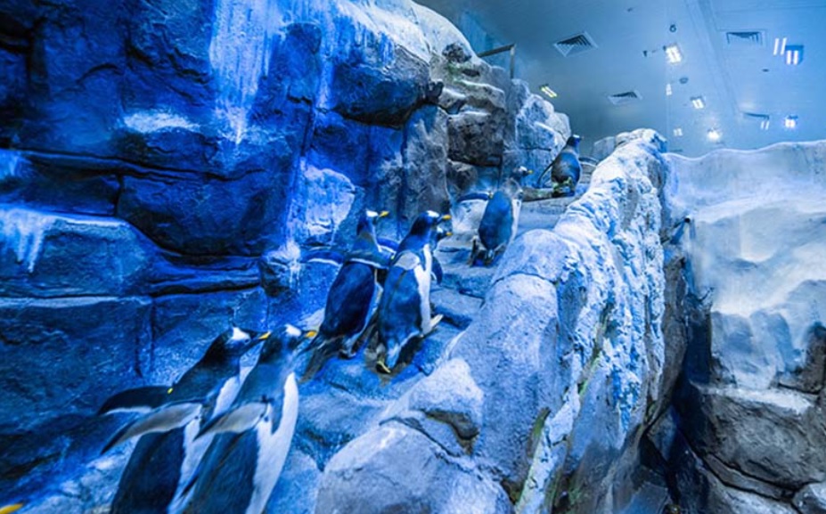 DUBAI AQUARIUM AND PENGUIN ENCOUNTER Euro Travel