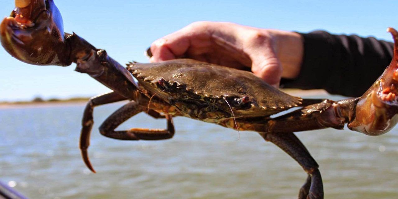 Crab hunting