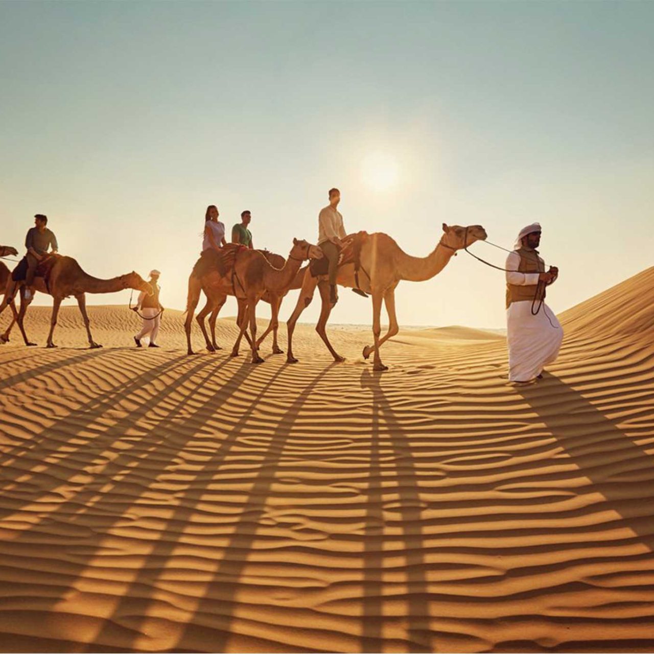 Camel Trekking in Abu Dhabi