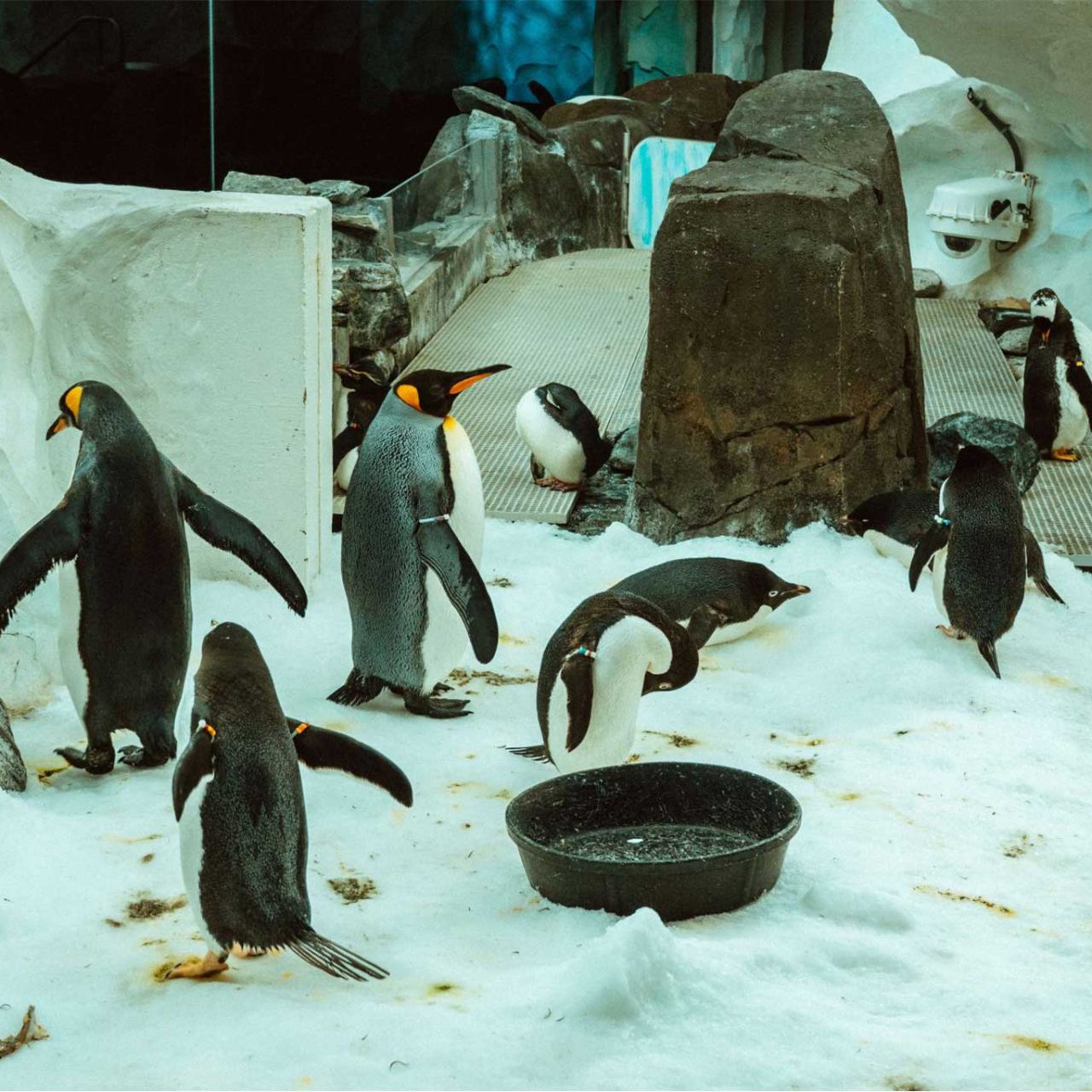 Dubai Aquarium and Penguin encounter