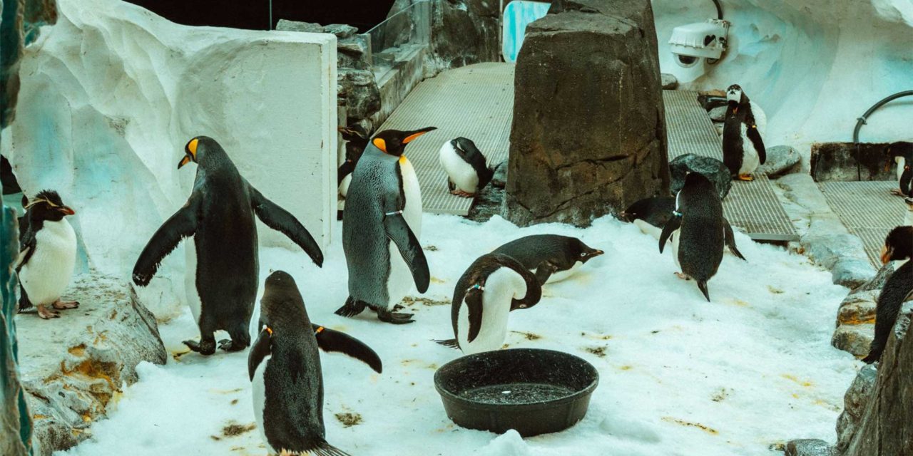 Dubai Aquarium and Penguin encounter