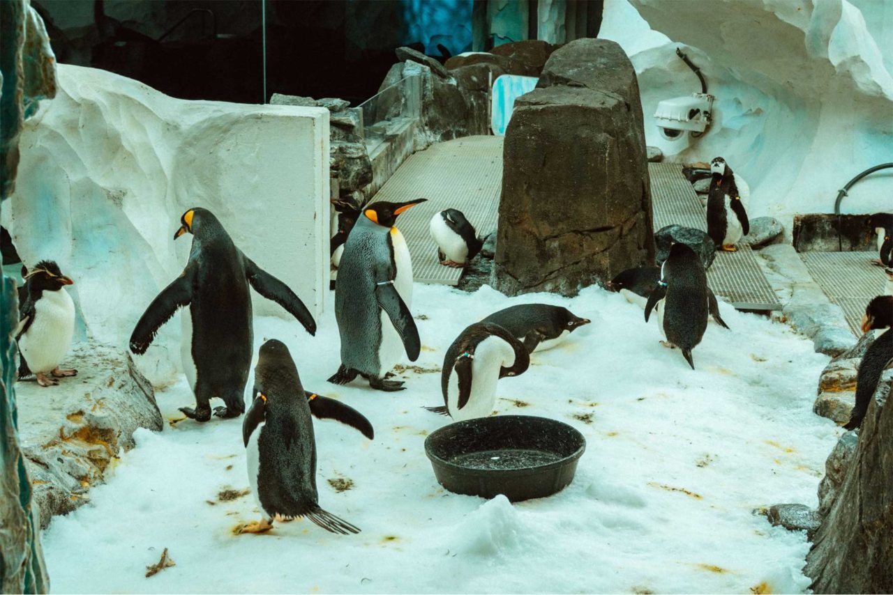 Dubai Aquarium and Penguin encounter Euro Travel