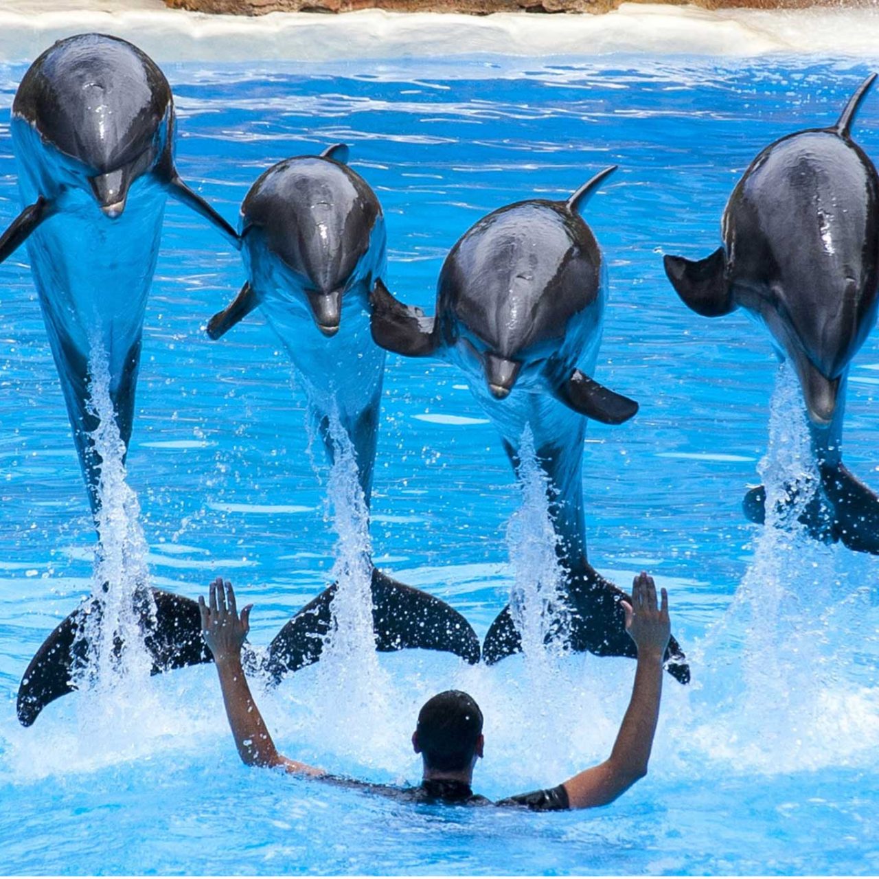 Dubai Dolphinarium from Abu Dhabi