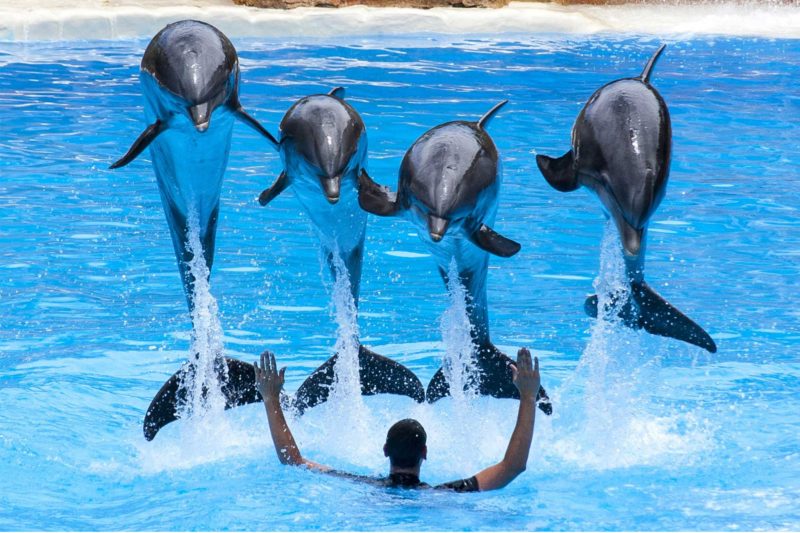 Dubai Dolphinarium from Abu Dhabi