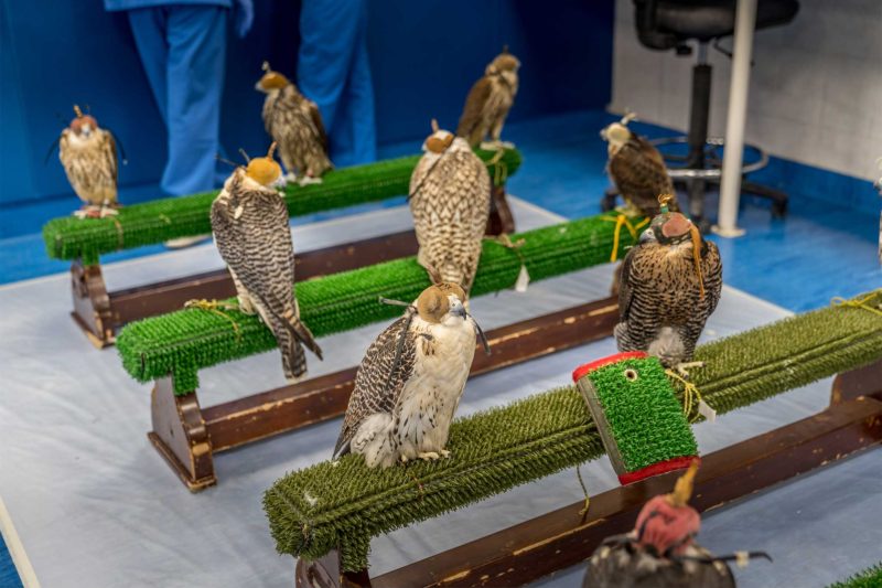 Falcon Tour Abu Dhabi