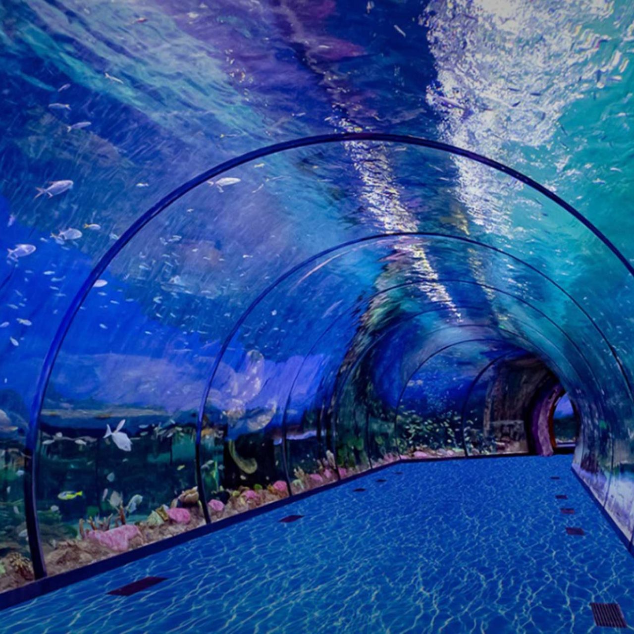 The National Aquarium Abu Dhabi