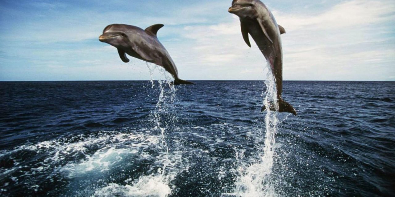Dolphin watching Tour