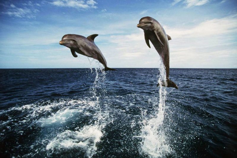Dolphin watching Tour